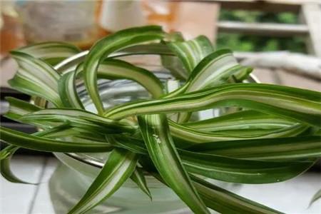 水培牡丹吊蘭的養殖方法和注意事項，水培會(huì )不會(huì )開(kāi)花，水培綠蘿放啥長(cháng)得快?