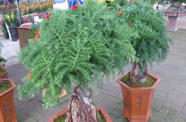 澳洲杉怎么施肥，盆栽澳洲杉的施肥方法?