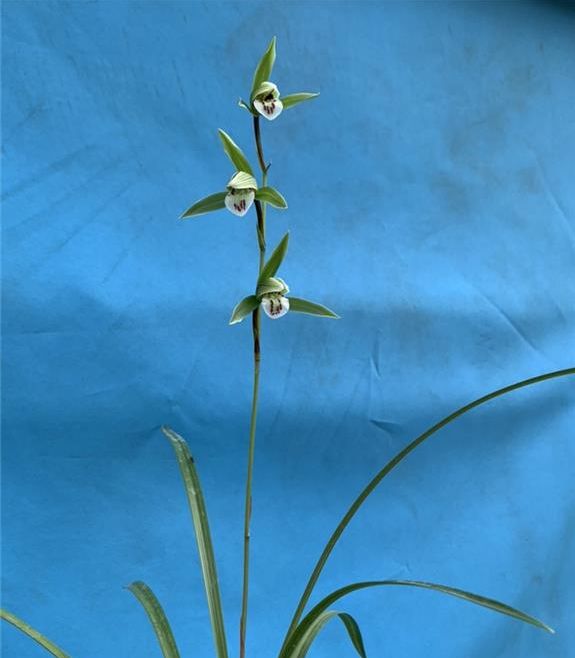 寒蘭怎么施肥，細葉寒蘭?