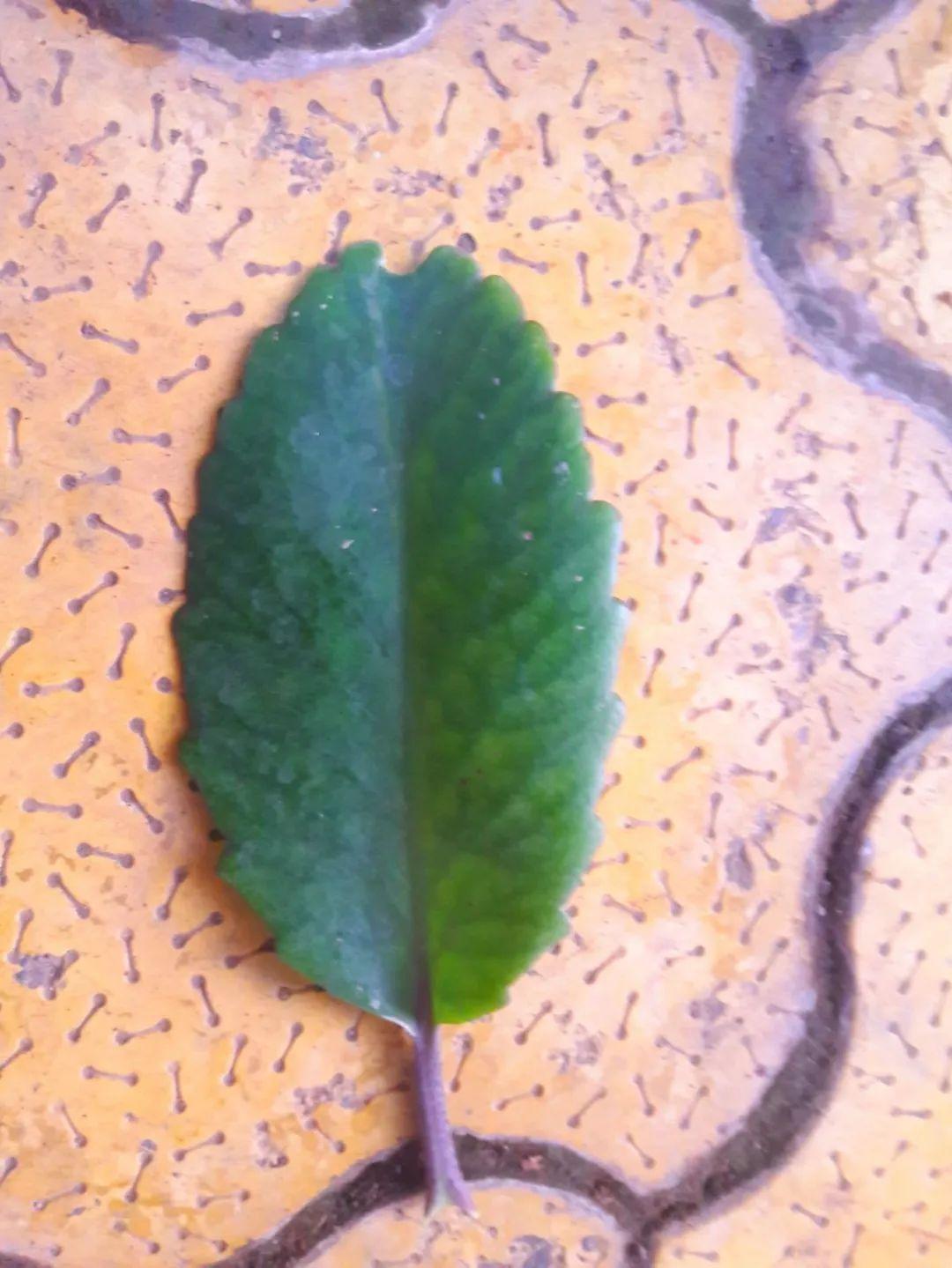 落地生根怎么養才能開(kāi)花，長(cháng)壽花怎么養才能爆盆?