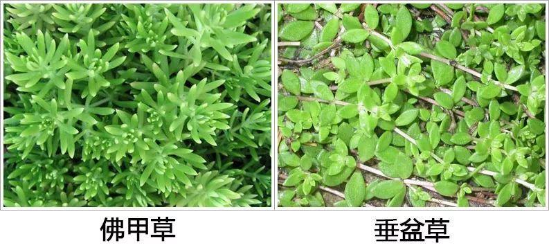 薄雪萬(wàn)年草怎么過(guò)冬，薄雪萬(wàn)年草和佛甲草區別?