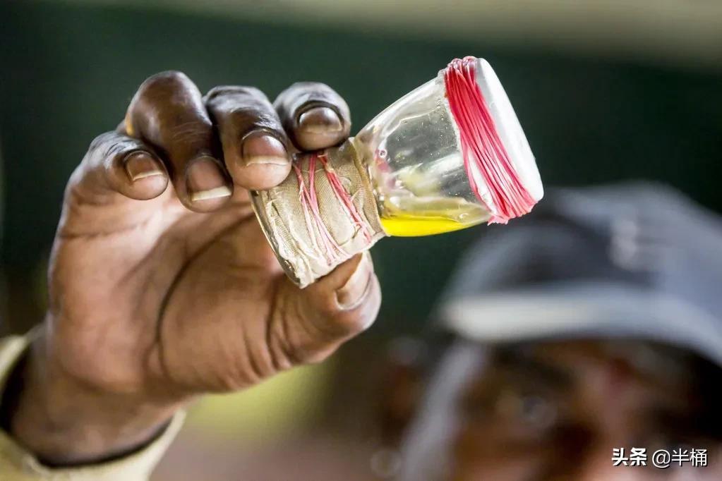 菜花蛇為什么不怕眼鏡王蛇