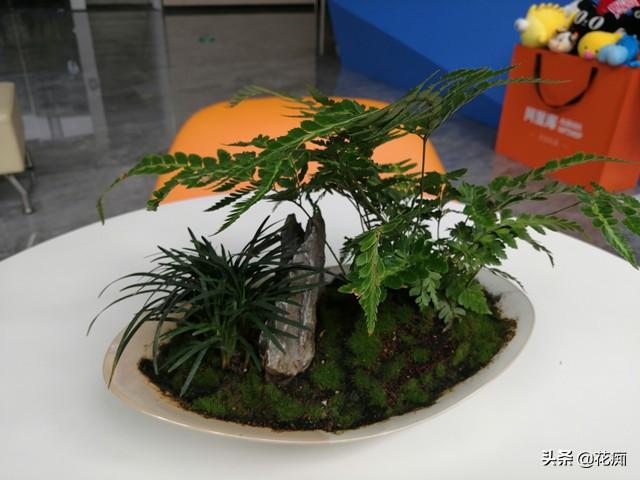 菖蒲盆景怎么過(guò)冬?，新手如何養菖蒲?