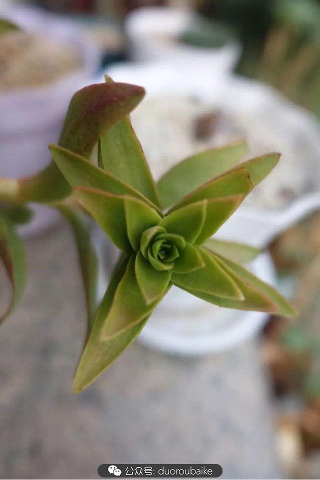 多肉白鳥(niǎo)怎么施肥，白鳥(niǎo)多肉爆盆?