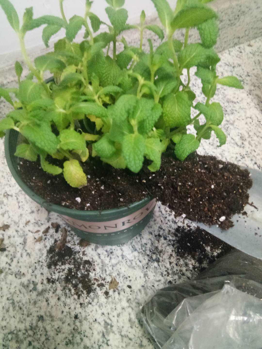 薄荷播種方法和時(shí)間，薄荷可以一年四季種嗎，薄荷四季常青嗎?