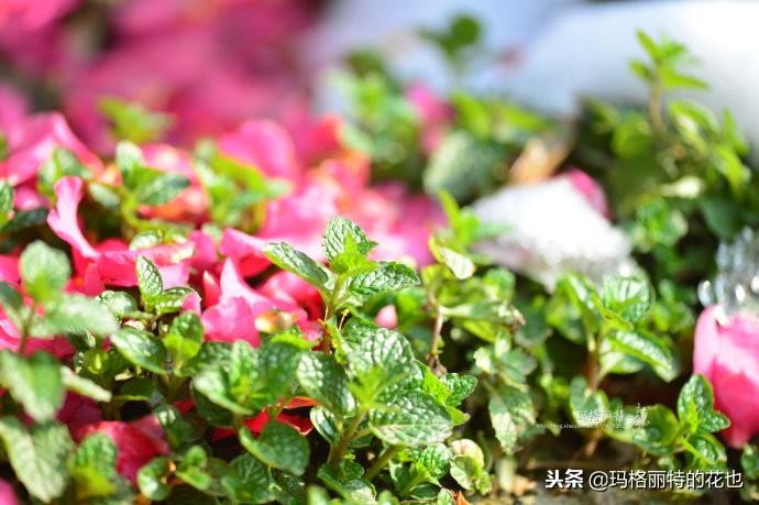 如何使茶梅在圣誕開(kāi)花，茶梅開(kāi)白花怎么辦?