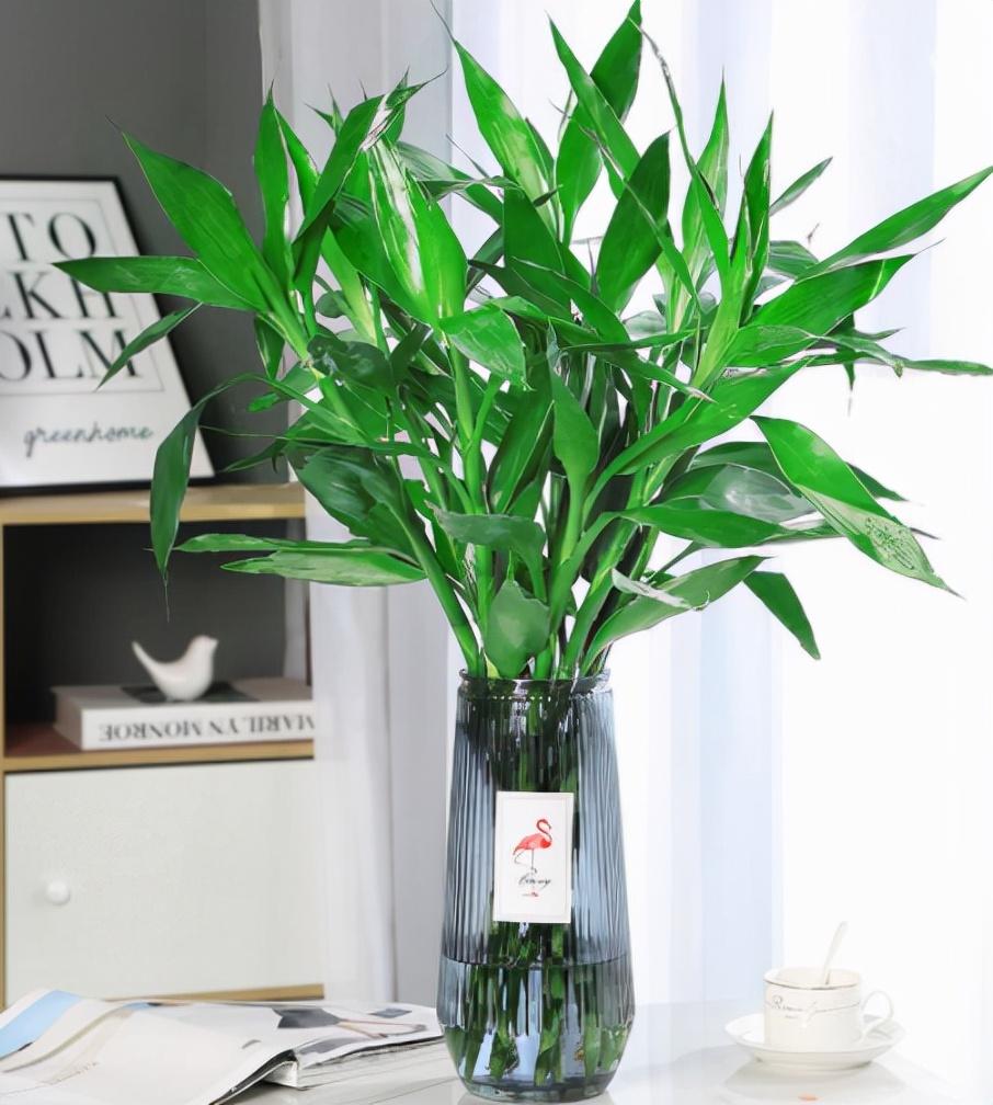 富貴竹施肥方法，用什么肥好，富貴竹怎么水養才旺盛?