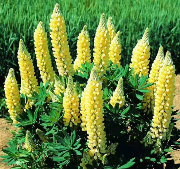 百萬(wàn)小鈴的繁殖方法，什么時(shí)候扦插，發(fā)財樹(shù)什么時(shí)候扦插好?