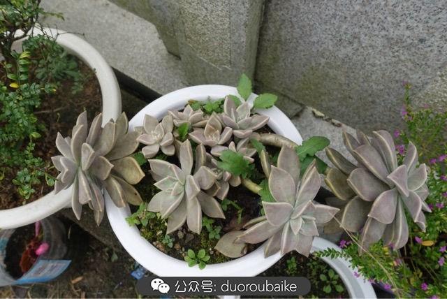多肉白鳥(niǎo)怎么施肥，白鳥(niǎo)多肉爆盆?