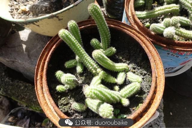 多肉白鳥(niǎo)怎么施肥，白鳥(niǎo)多肉爆盆?