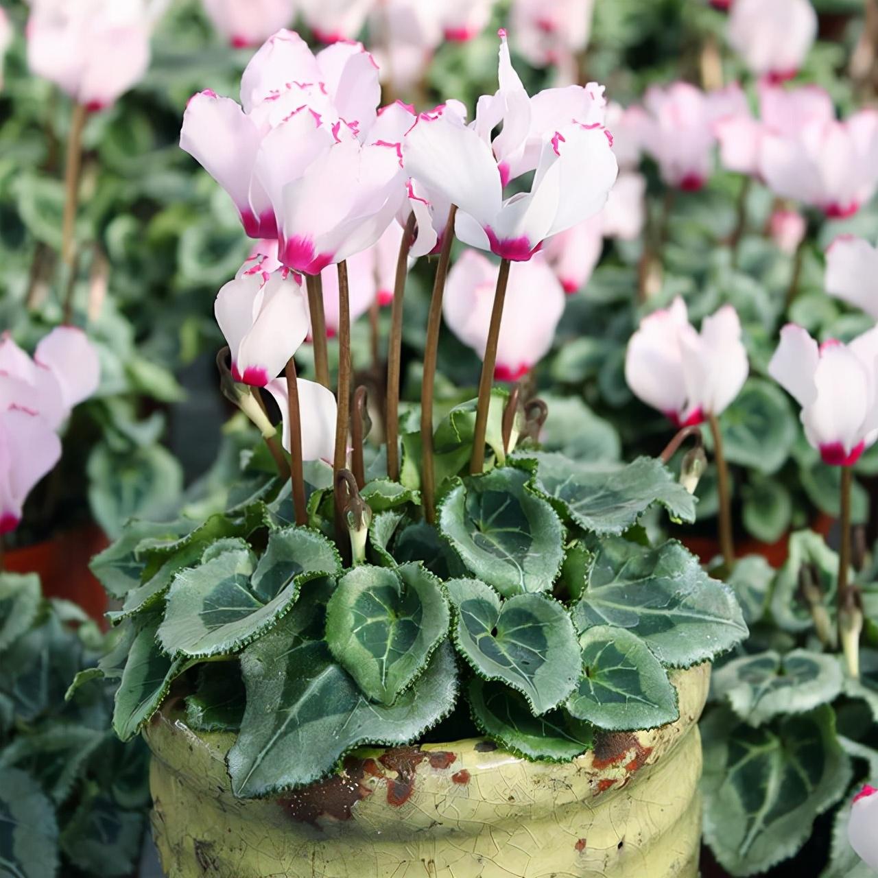 不夜城的分株繁殖，蝴蝶蘭是怎么繁殖的?