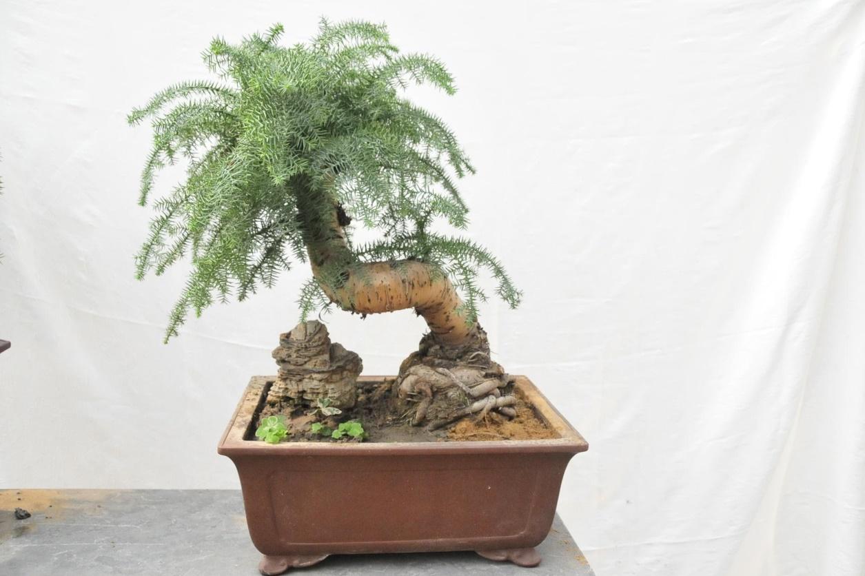 盆栽澳洲杉怎么澆水，澳洲杉怎么扦插?