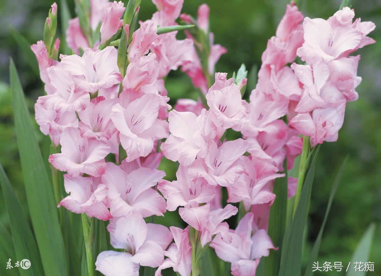 唐菖蒲什么時(shí)候開(kāi)花，唐菖蒲一年開(kāi)幾次花?