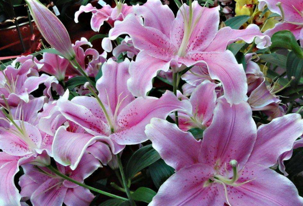 百合徒長(cháng)不開(kāi)花的原因，怎么催花，百合打頂圖解?