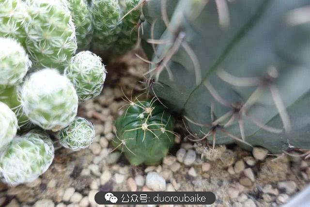 多肉白鳥(niǎo)怎么施肥，白鳥(niǎo)多肉爆盆?