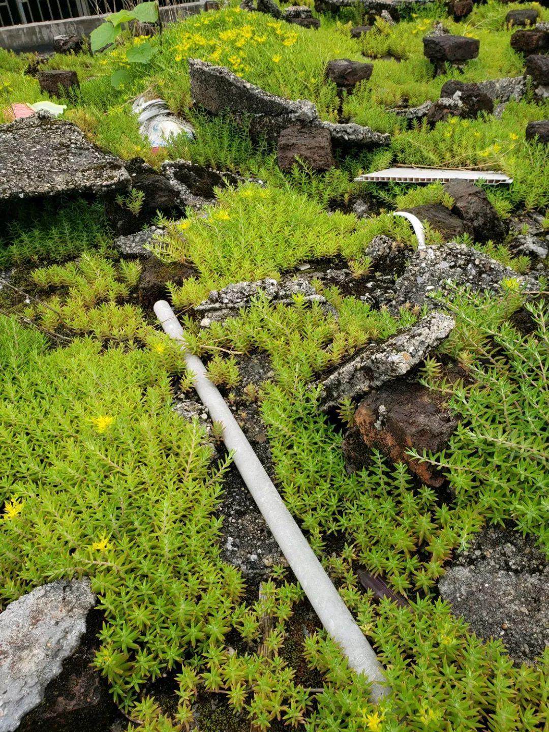 薄雪萬(wàn)年草怎么過(guò)冬，薄雪萬(wàn)年草和佛甲草區別?
