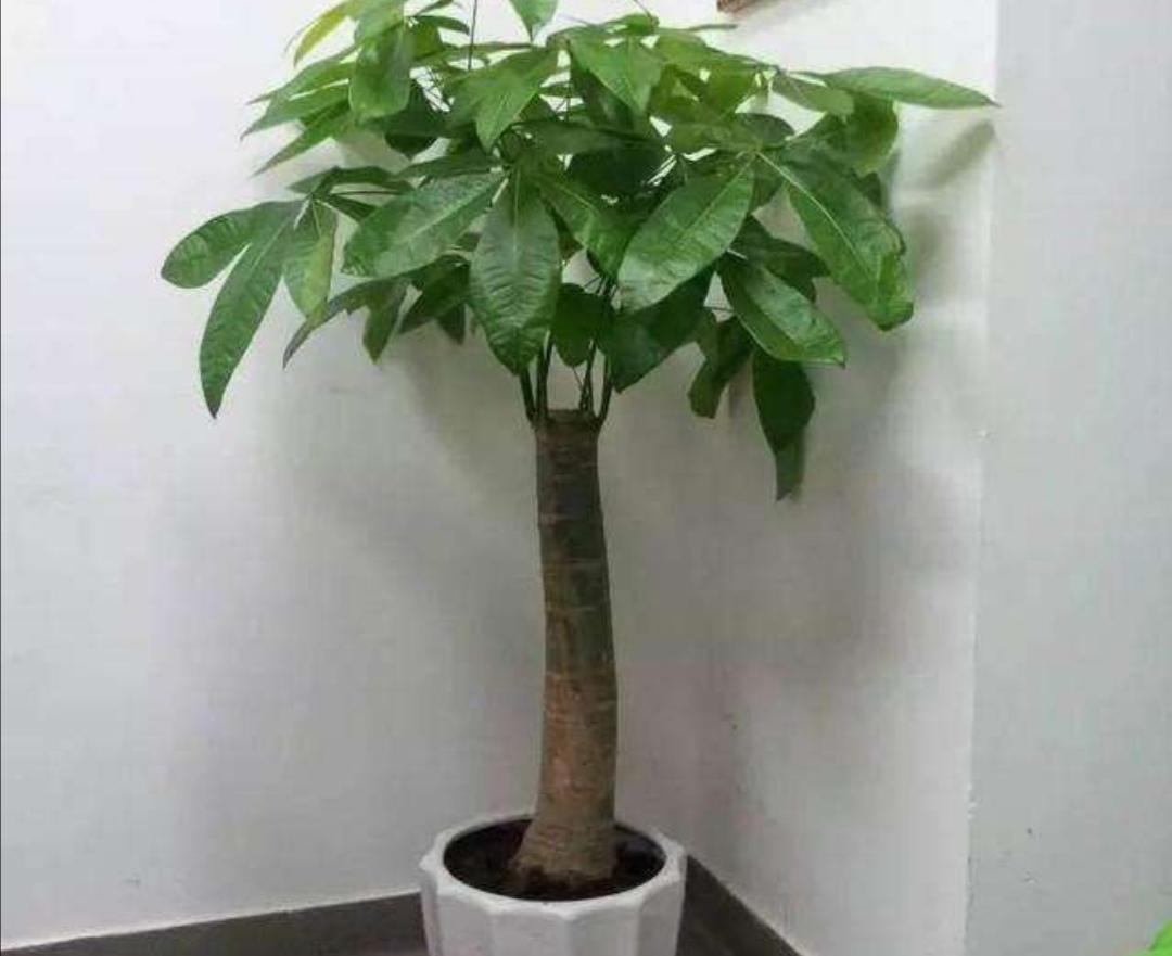 發(fā)財樹(shù)怎么過(guò)冬，葉子發(fā)黃是怎么回事，發(fā)財樹(shù)葉子發(fā)黃怎么救?