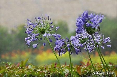 百子蓮怎么過(guò)冬，百子蓮北方室內過(guò)冬?