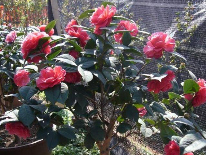 怎么讓茶花提前開(kāi)花，怎么延長(cháng)花期，怎樣讓茶花花苞快些開(kāi)花?