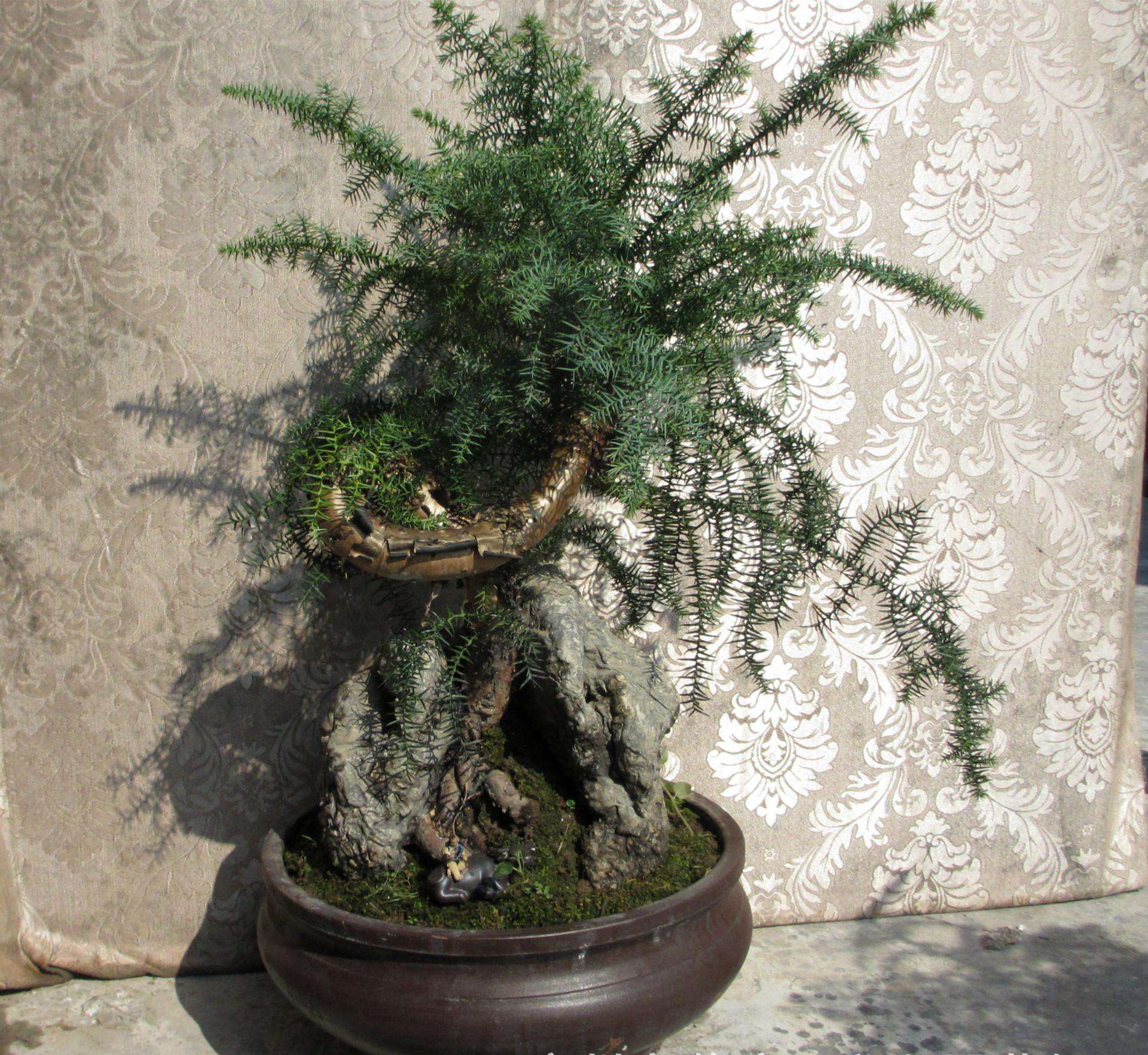 盆栽澳洲杉怎么澆水，澳洲杉怎么扦插?