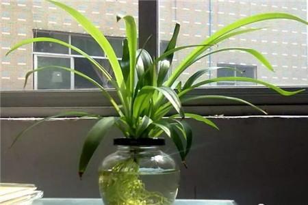 水培牡丹吊蘭的養殖方法和注意事項，水培會(huì )不會(huì )開(kāi)花，水培綠蘿放啥長(cháng)得快?