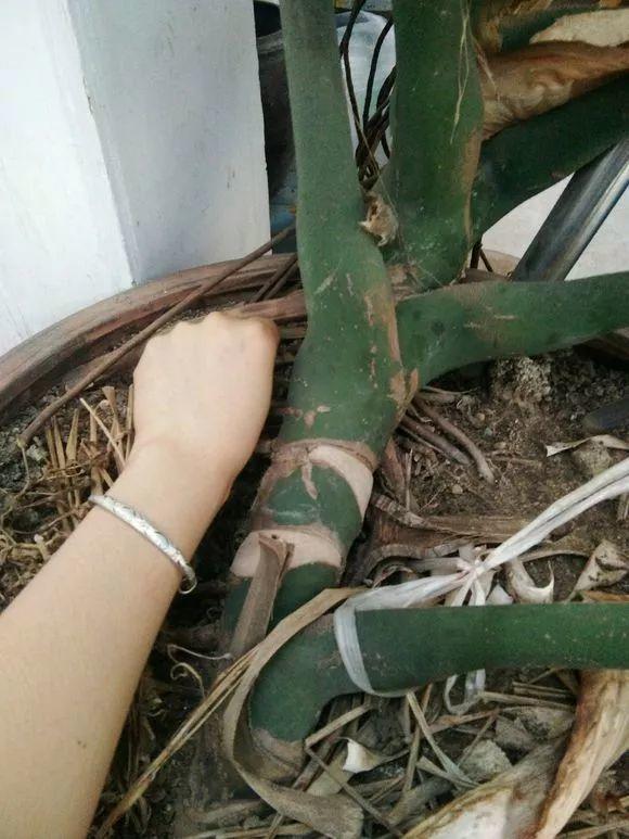 長(cháng)壽花施肥方法，用什么肥好，長(cháng)壽花用什么肥好什么時(shí)候施肥合適?