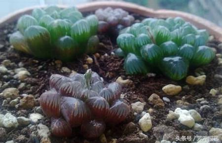 冰燈玉露怎么施肥，10萬(wàn)以上的冰燈玉露?