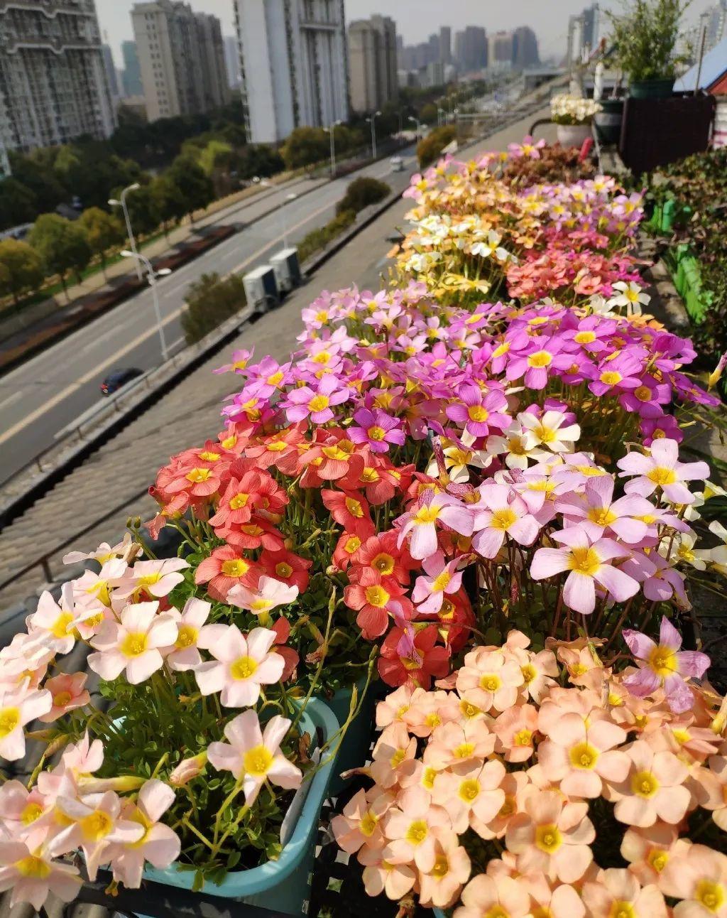 百萬(wàn)小鈴的扦插方法，小木槿扦插多久生根?