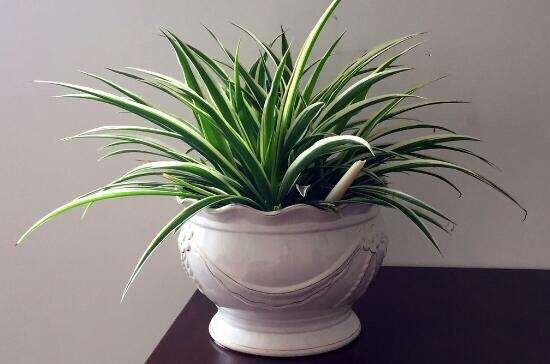 吊蘭冬天怎么過(guò)冬，金邊吊蘭冬天會(huì )凍死嗎?