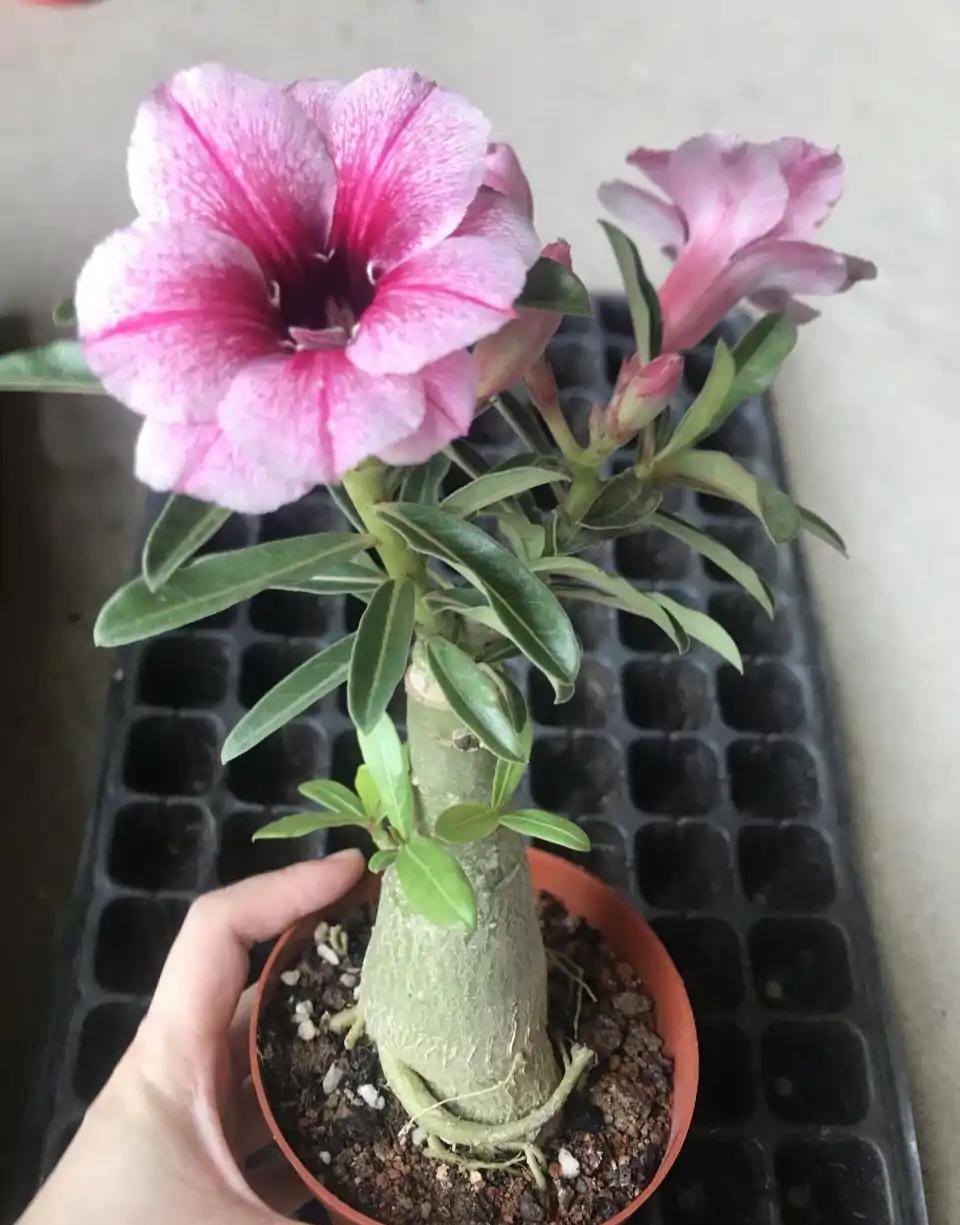 不夜城的分株繁殖，蝴蝶蘭是怎么繁殖的?