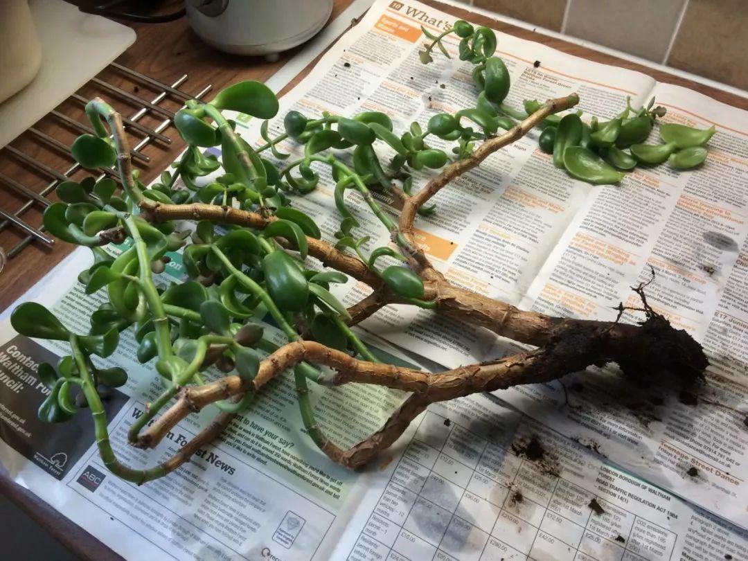 不夜城的分株繁殖，蝴蝶蘭是怎么繁殖的?