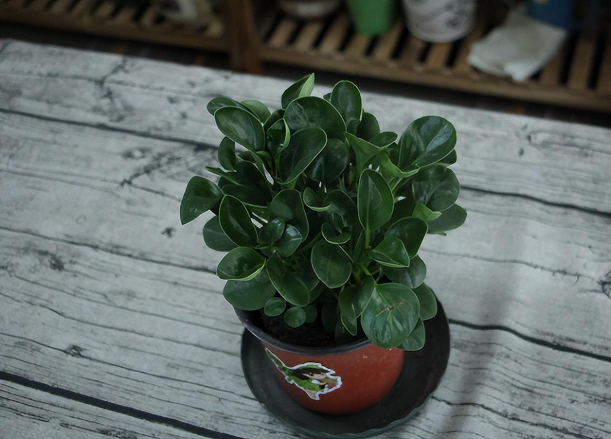 豆瓣綠怎么扦插，豆瓣綠10月份可以扦插嗎?