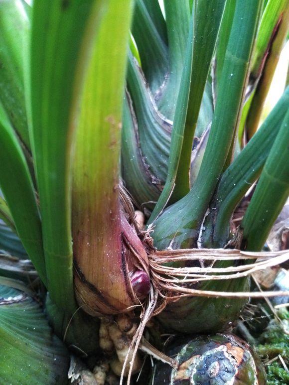 大花蕙蘭出花苞后如何管理，有花苞了怎么澆水，花在開(kāi)花期如何澆水?