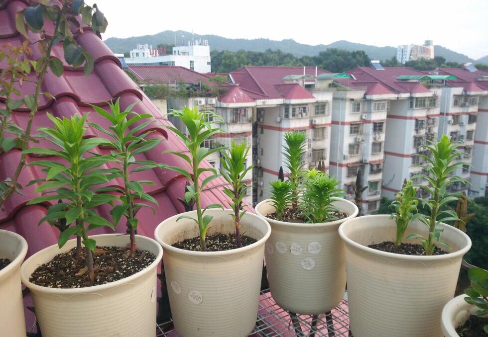 百合換盆后枯萎了的原因，怎么解決，茶花換盆后掉葉怎么辦?