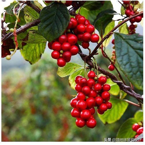 長(cháng)春蔓開(kāi)花嗎，長(cháng)春蔓和常春藤一樣嗎?