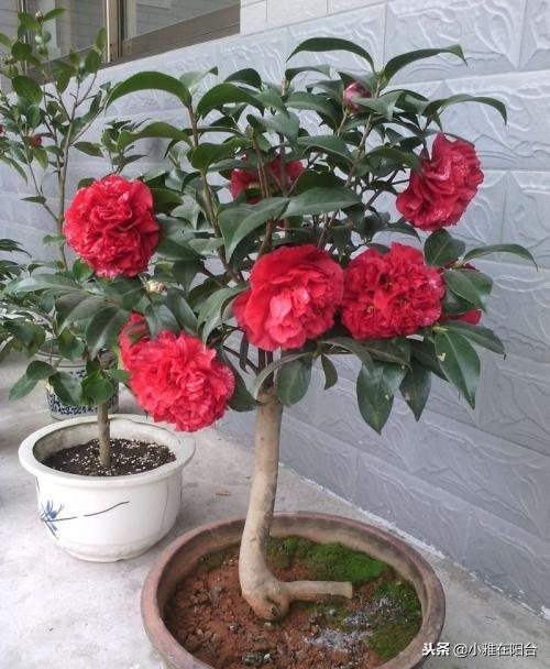 茶花澆水的正確方法，茶花澆水多了怎么補救，茶花的澆水技巧?