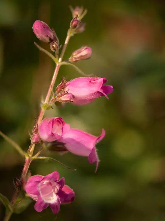 釣鐘柳的繁殖方法詳解，釣鐘柳圖片?