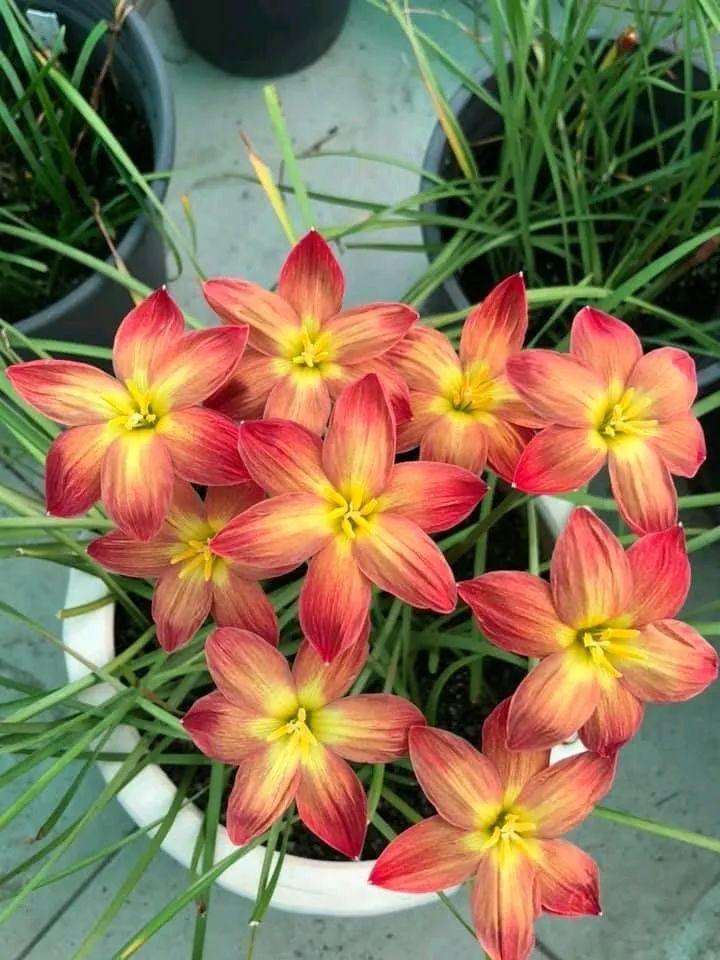 蔥蘭什么時(shí)候開(kāi)花，蔥蘭和韭蘭的區別?