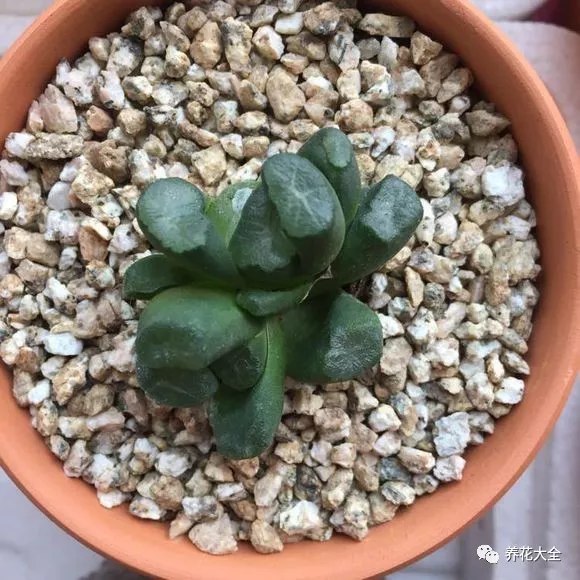 冰燈玉露怎么繁殖，冰燈玉露怎么爆盆?