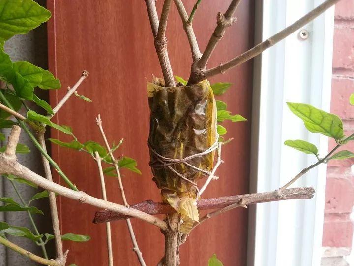 茶花壓條多久生根，空中壓條繁殖技術(shù)，臘梅壓條繁殖時(shí)間?