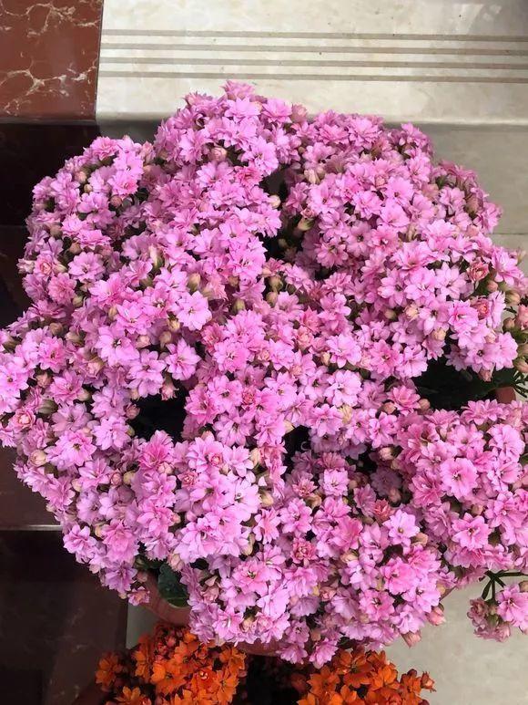 長(cháng)壽花花謝后如何修剪，怎么處理，杜鵑花花謝后怎樣修剪?