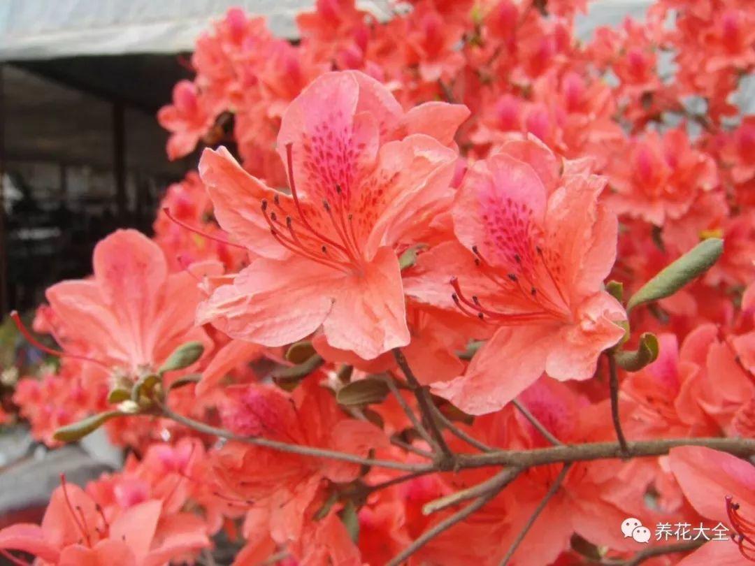 怎么讓杜鵑花開(kāi)花，開(kāi)花前用什么肥，什么肥能讓花卉快速生長(cháng)?