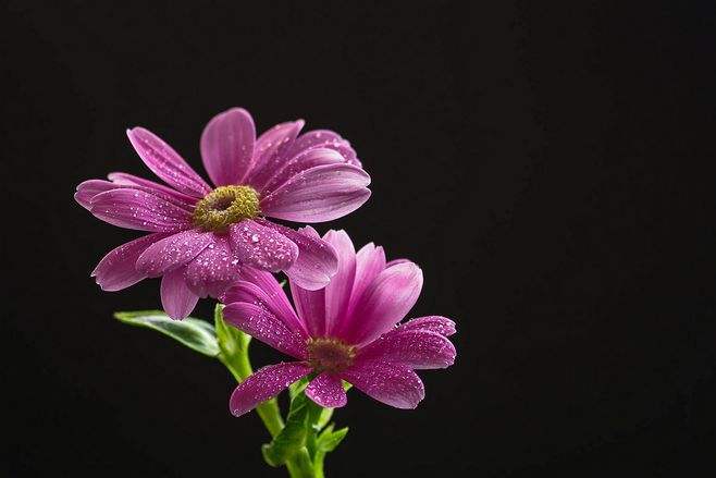 瓜葉菊怎么扦插，菊花扦插生根最快方法?