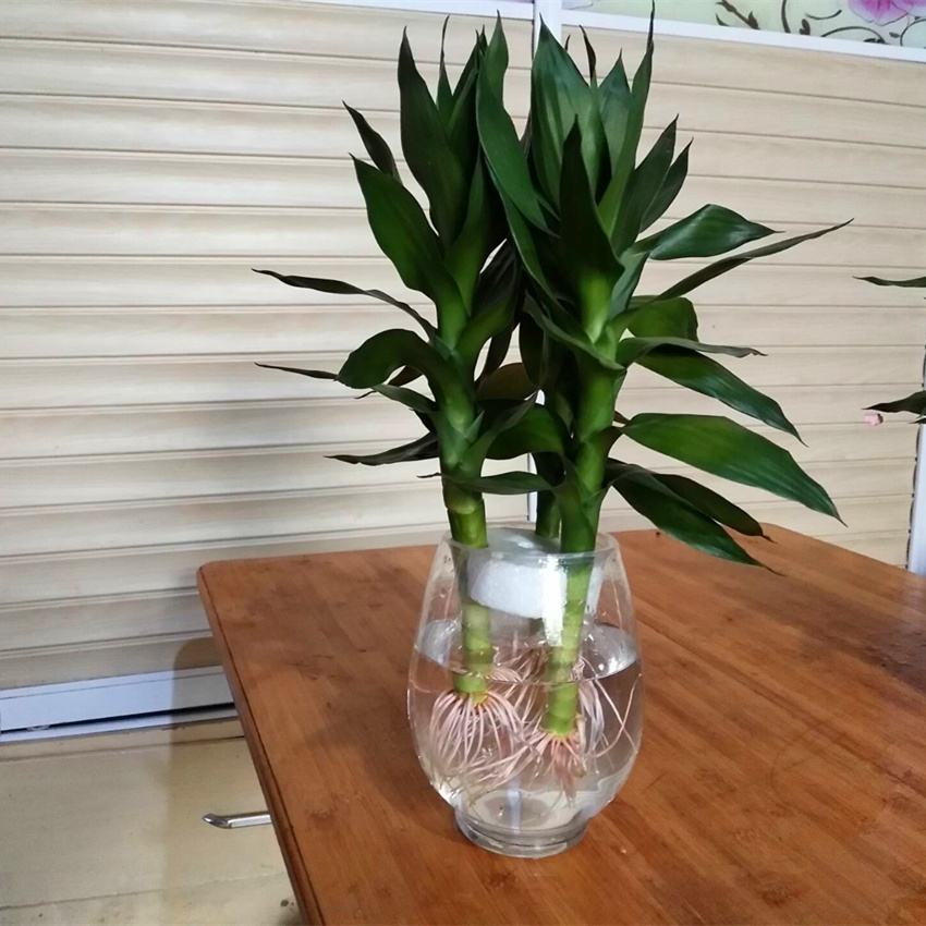 水養富貴竹怎么過(guò)冬天，富貴竹過(guò)冬干枯怎么救，如何水養富貴竹?