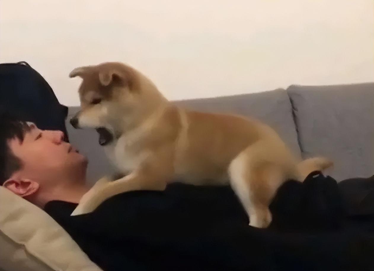 狗狗討厭主人的表現有哪些(狗狗為什么討厭主人)