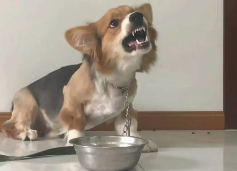 狗狗討厭主人的表現有哪些(狗狗為什么討厭主人)