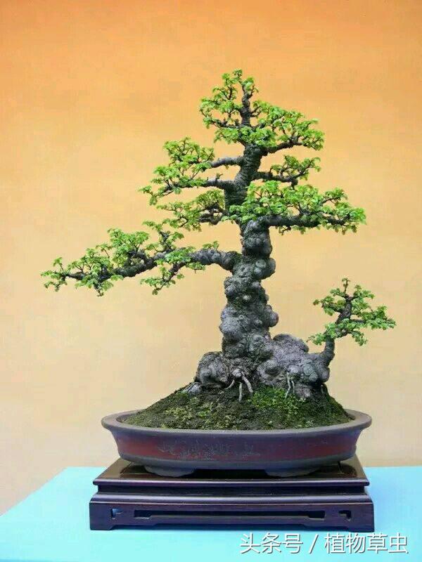 垂枝海棠什么時(shí)候開(kāi)花，垂枝海棠和垂絲海棠?