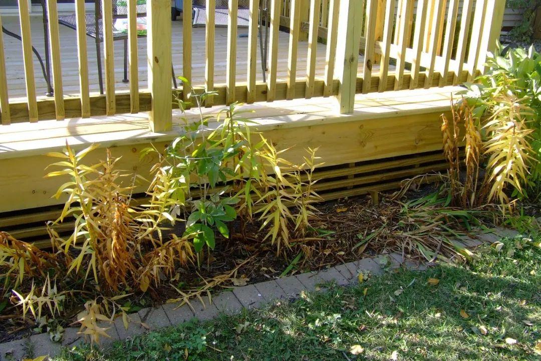 百合施肥方法，用什么肥好，發(fā)酵好的雞糞怎么施肥?