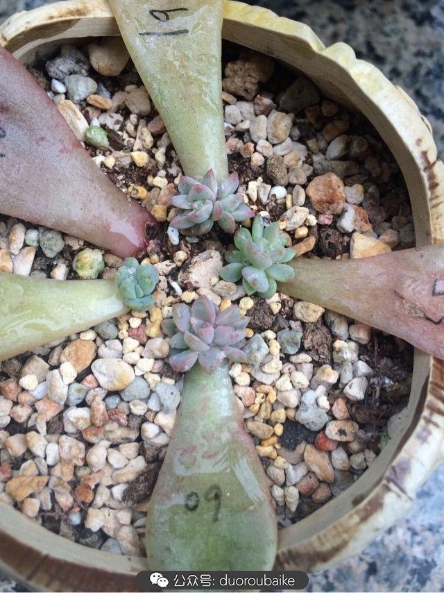 多肉白鳥(niǎo)怎么施肥，白鳥(niǎo)多肉爆盆?