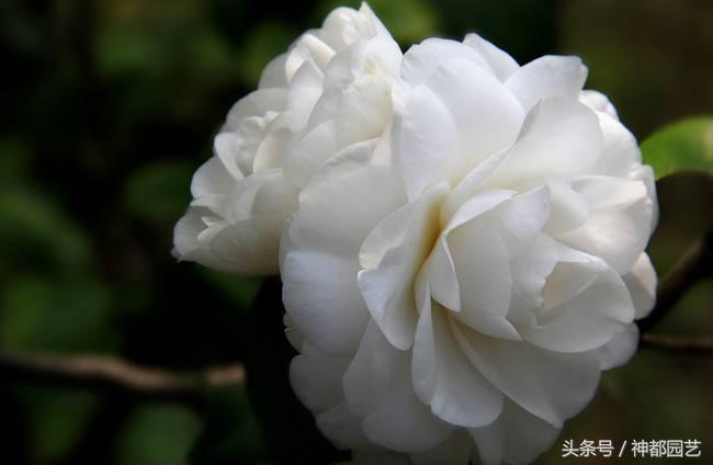 如何使茶梅在元旦開(kāi)花，茶梅開(kāi)白花怎么辦?
